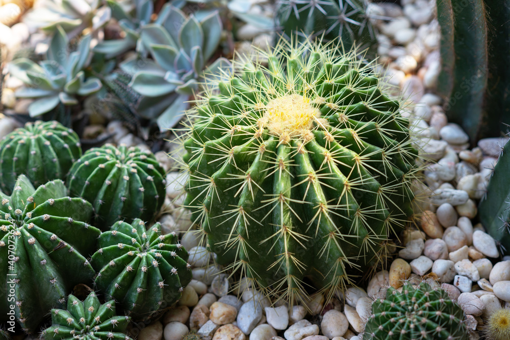 Cactus family in the greenhouse, Top view, Close up. Cactus family in the greenhouse, Top view, Close up.