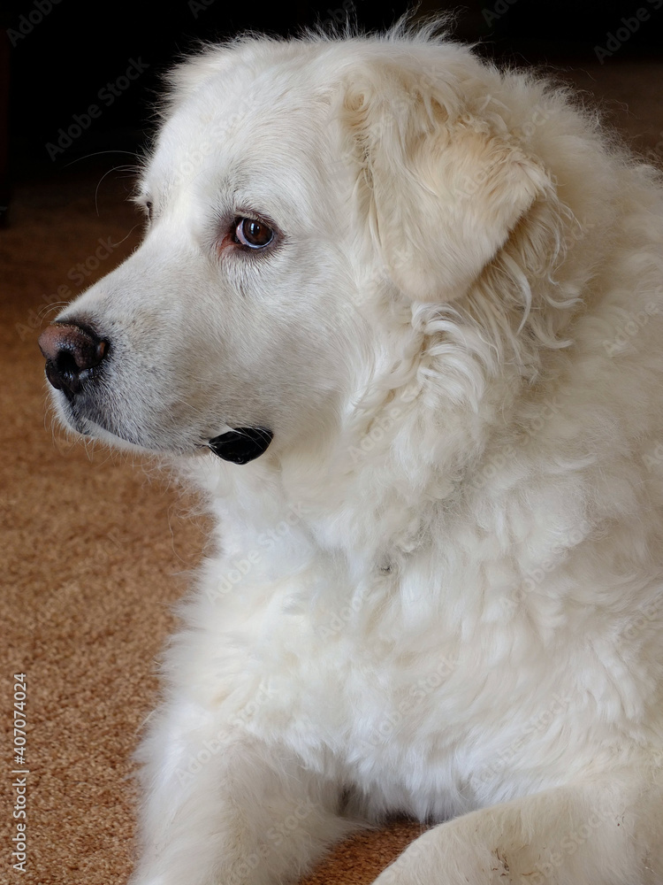Great Pyrenees dog portrait Great Pyrenees dog portrait