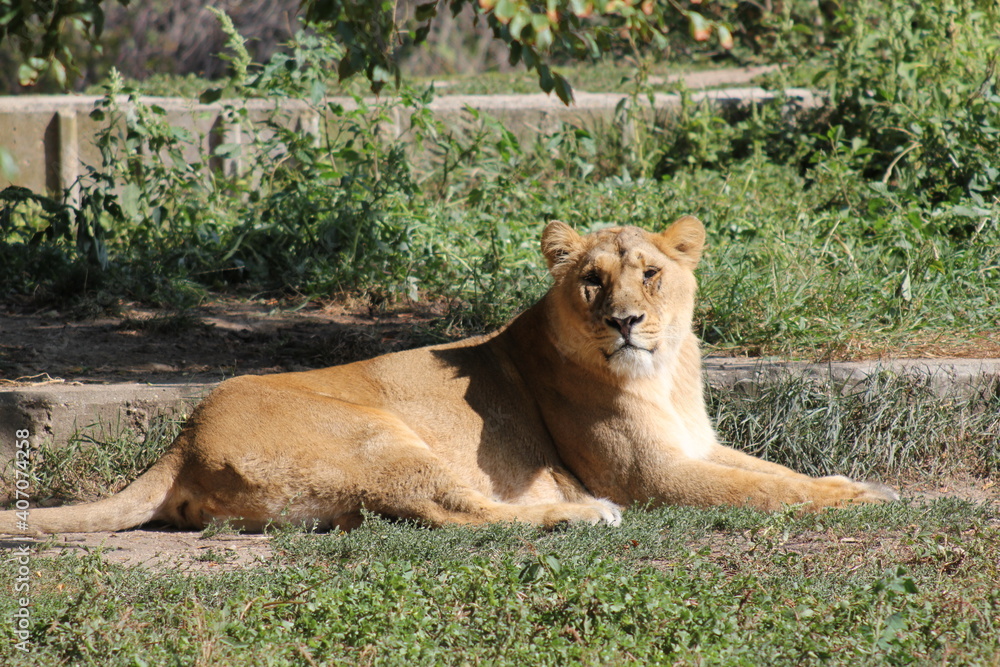 Naklejka premium lion in the grass