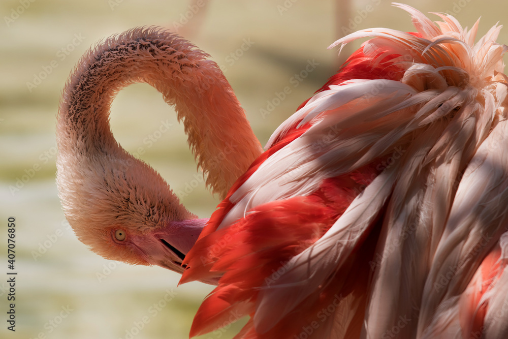 Naklejka premium pink flamingo with arched neck cleaning itself in a pond