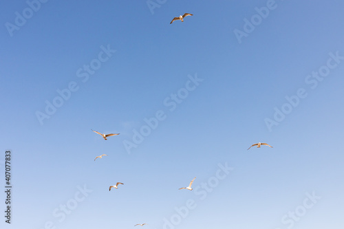 Flock of seagulls flying with blue sky