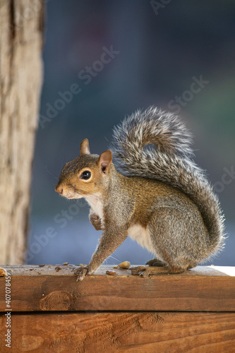 squirrel on a fence