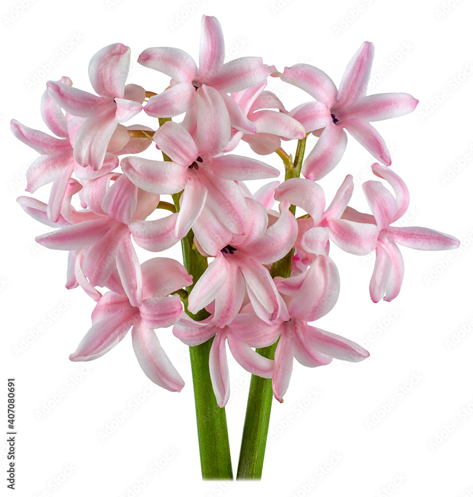 hyacinth flowers isolated two hyacinth flowers isolated two