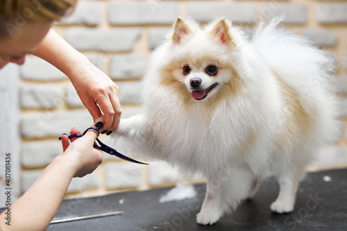 Wall Mural groomer cuts spitz hair with scissors, pmeranian dog in the beauty salon for dogs