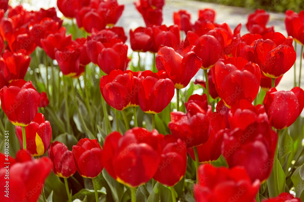 Beautiful red tulips in the flowerbed, close-up. Beautiful red tulips in the flowerbed, close-up.