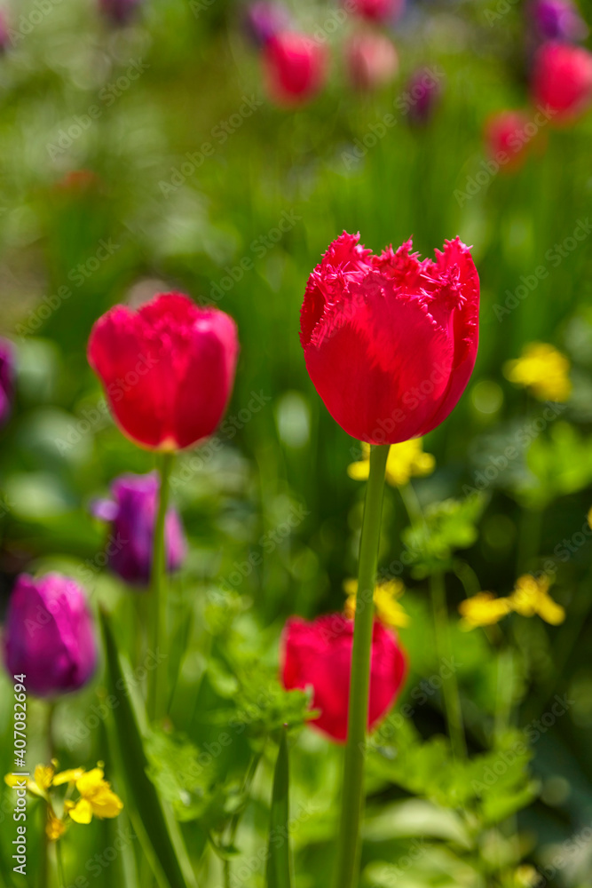 Beautiful red tulips in the flowerbed, close-up.