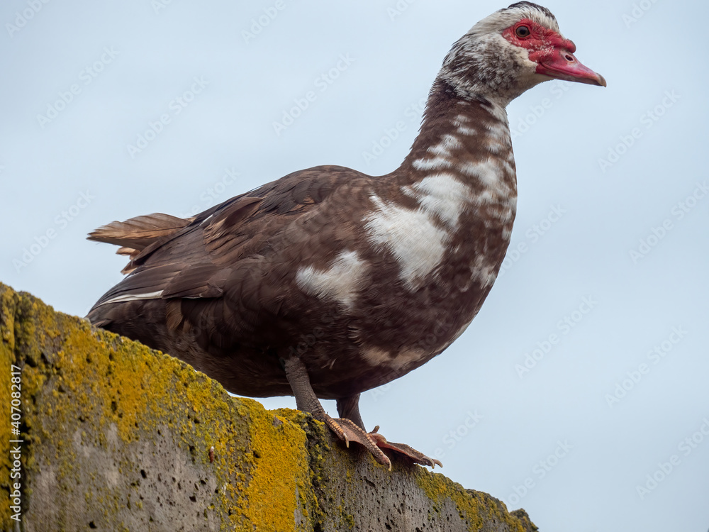 Domestic ducks flew to roof of barn and prepare to travel Domestic ducks flew to roof of barn and prepare to travel