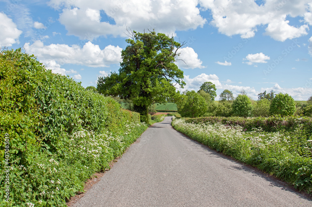 road in the park