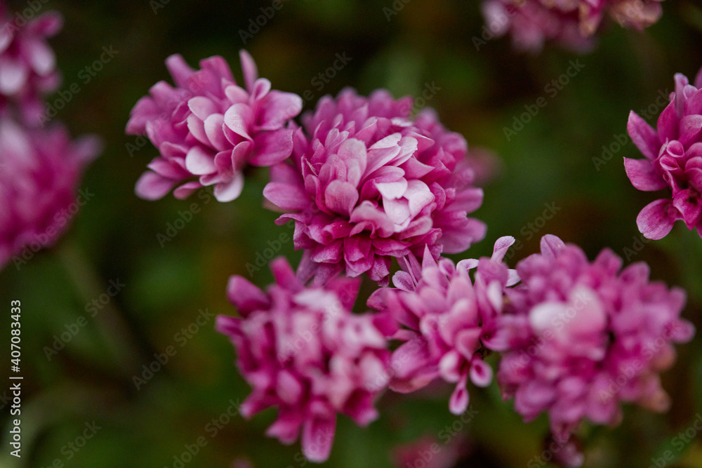 close-up photo of spring violet flowers, abstract soft floral background. empty space. nature and flora concept close-up photo of spring violet flowers, abstract soft floral background. empty space. nature and flora concept