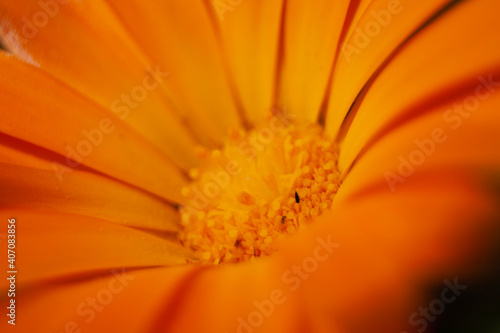 close up of yellow flower