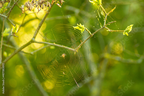 Spider web woven on  tree branches. Isolated on natural background. Insect trap concept