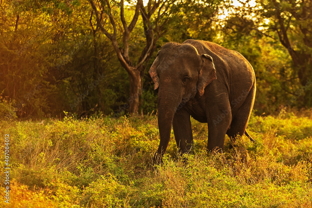 Asiatic elephant (Elephas maximus) close up, Minneriya National Park Sri Lanka