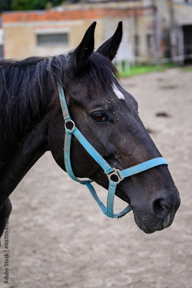Fototapeta premium The head of a black horse with flies.