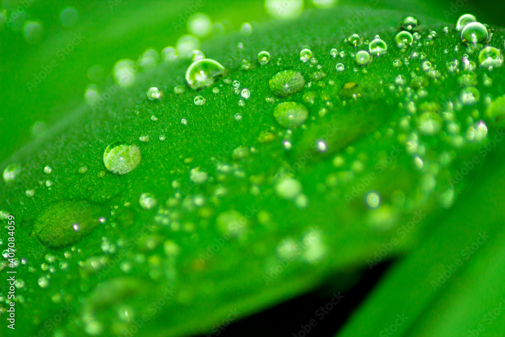 Close up raindrops on leaf. Fresh spring nature background