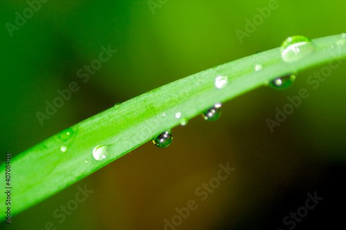 Abstract nature green leaf with water drops for background,copy space for add text, soft focus