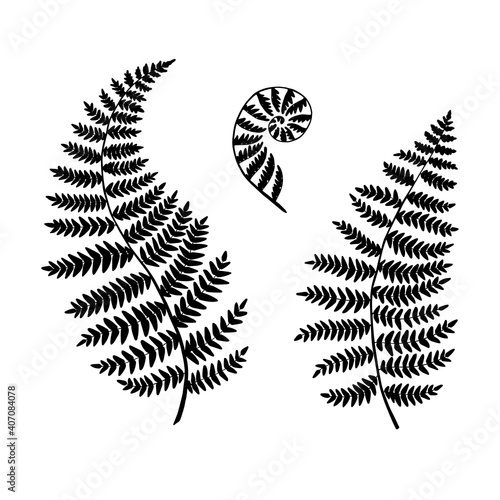 Fern silhouettes isolated on a white backgroubd. Vector.