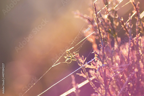 Meadow grass glow in the backlit. Nature background, copy space. © katrin888