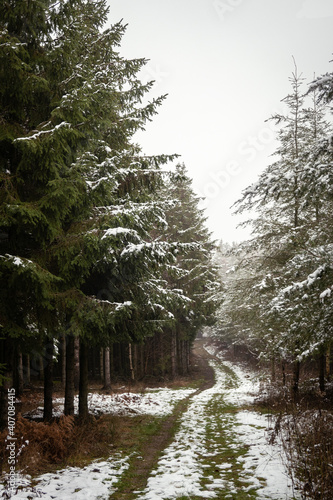 winter in the forest