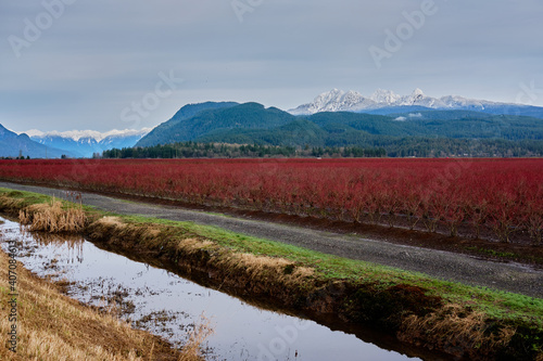 Blueberry fields turned red in winter.  Pitt Meadows, BC, Canada photo