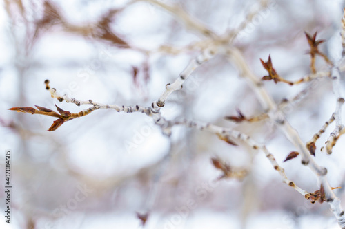 Macro Shot of Cottonwood Tree Branch Buds in Winter