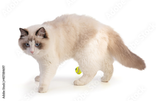 Young ragdoll cat six months old with a ball