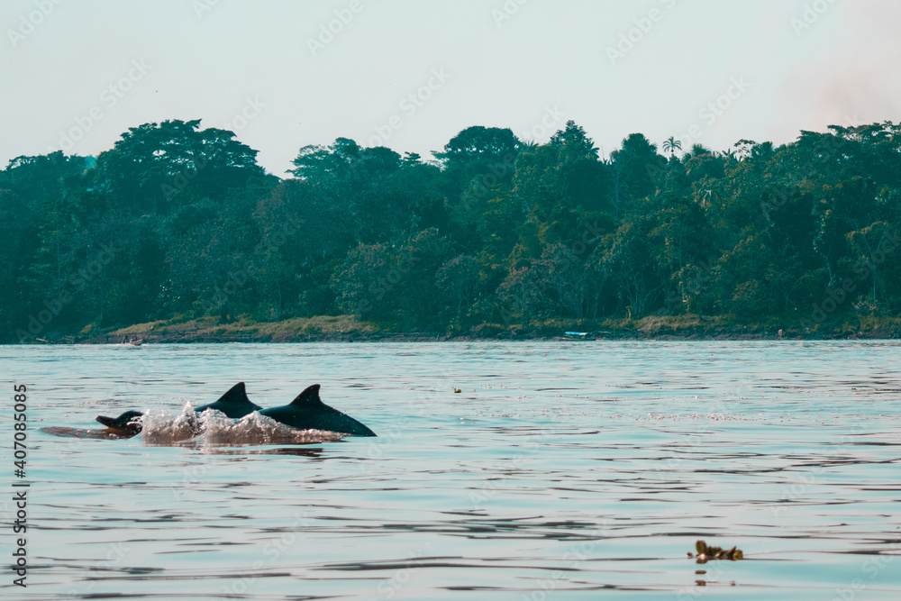 Fototapeta premium two dolphins in the amazon