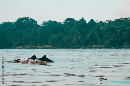 two dolphins in the amazon (ID: 407085085)