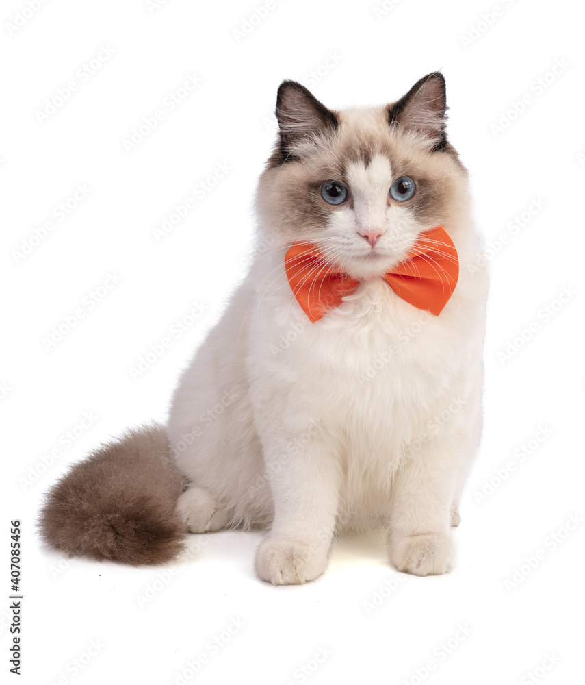 Young ragdoll cat six months old with an orange bow tie