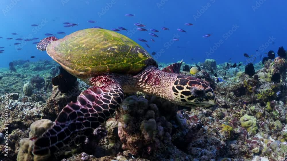 Hawksbill turtle swimming over coral reef