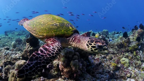 Hawksbill turtle swimming over coral reef