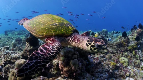 Hawksbill turtle swimming over coral reef photo
