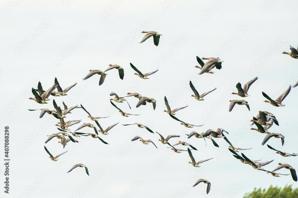 Obraz premium A large flock of geese silhouetted against a blue and white sky. Movement, selective focus