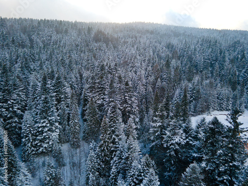 Snow-covered forest of the Carpathian Mountains. Ukraine