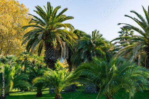 Beautiful palm tree Canary Island Date Palm  Phoenix canariensis  in city park Sochi. Beautiful exotic landscape with big and young palms.