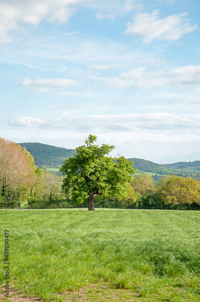Fototapeta premium Summertime landscape with trees and clouds