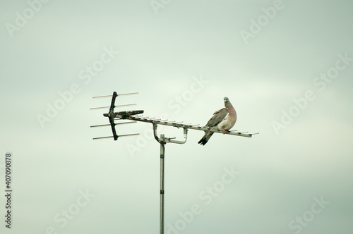 Two pigeons on a tv aerial 
