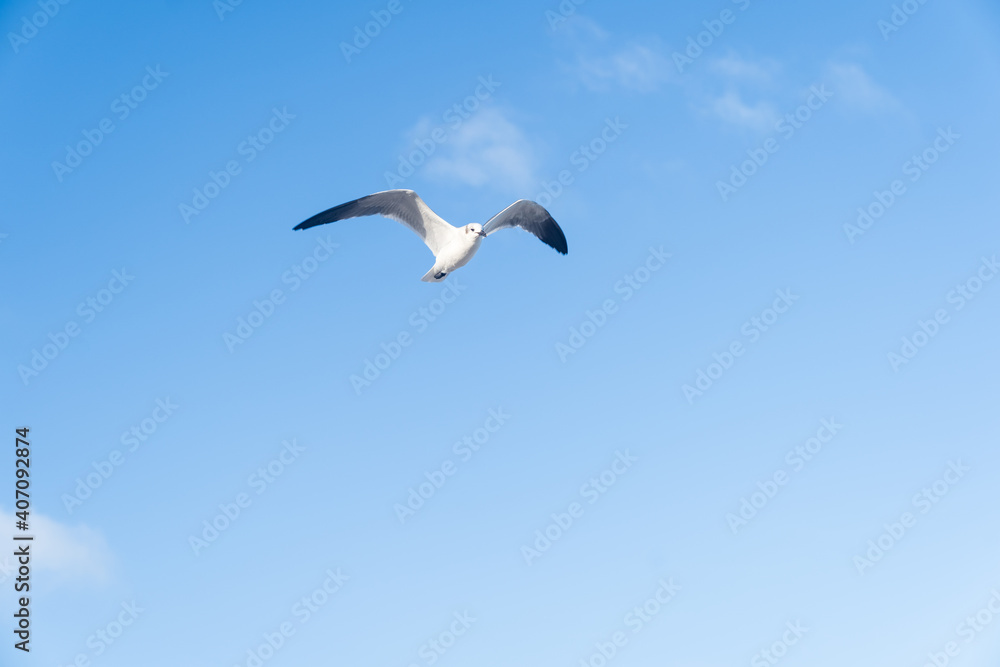 Isolated Seagull Gracefully Flying in the Blue Skies of Miami Beach. Isolated Seagull Gracefully Flying in the Blue Skies of Miami Beach.