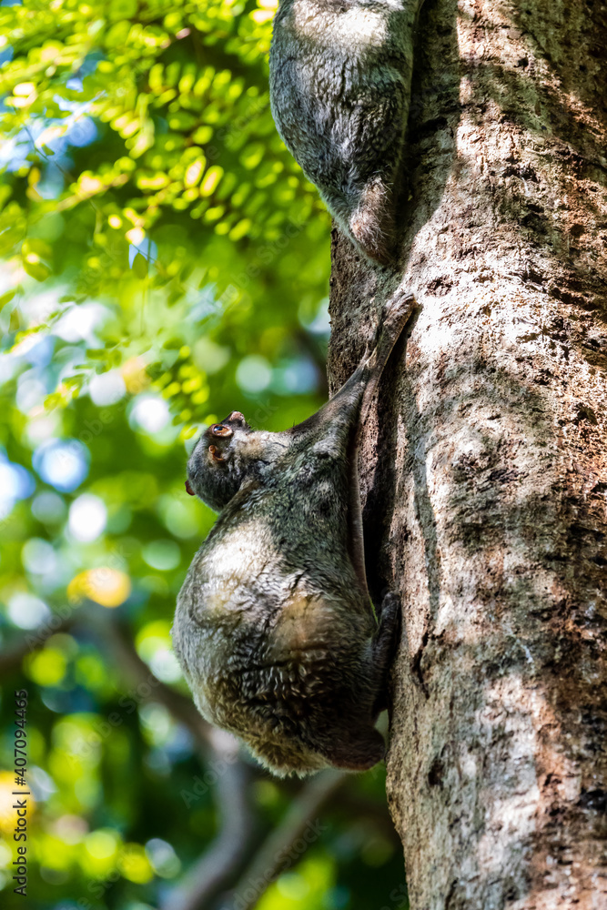 Flying Lemur (Galeopterus variegatus) attached to a tree in a tropical forest in South East Asia