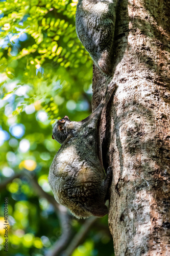 Flying Lemur  Galeopterus variegatus  attached to a tree in a tropical forest in South East Asia