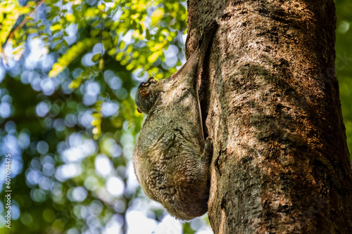 Flying Lemur (Galeopterus variegatus) attached to a tree in a tropical forest in South East Asia