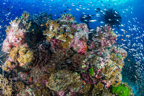Tropical fish and hard corals on a blue, warm water reef system