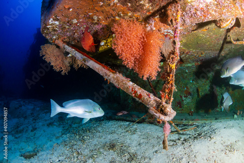 Colorful tropical fish around a large underwater shipwreck in the Similan Islands photo