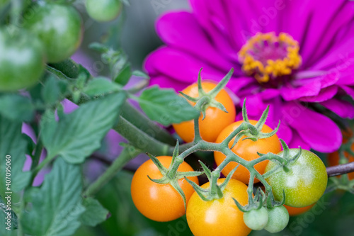 Companion planting of amethyst zinnia with sun gold cherry tomatoes, a perfect combination. Zinnias planted to attract predatory wasps and hover flies which deter cucumber beetles and tomato worms.   photo