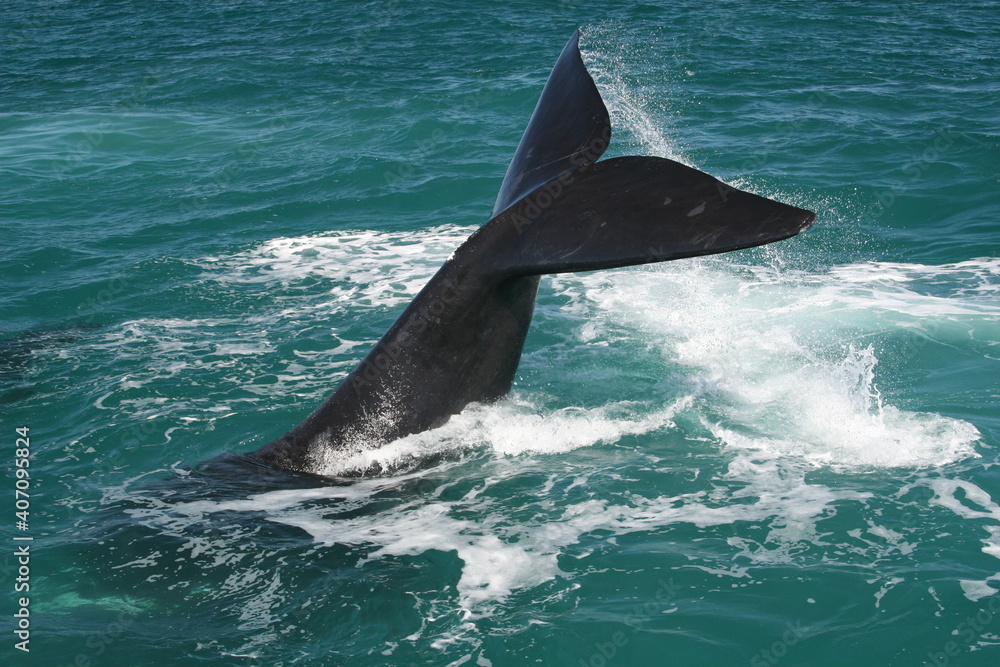 Fototapeta premium Whale Tail