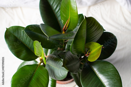 Small Rubber Tree/Ficus Elastica on White Cloth