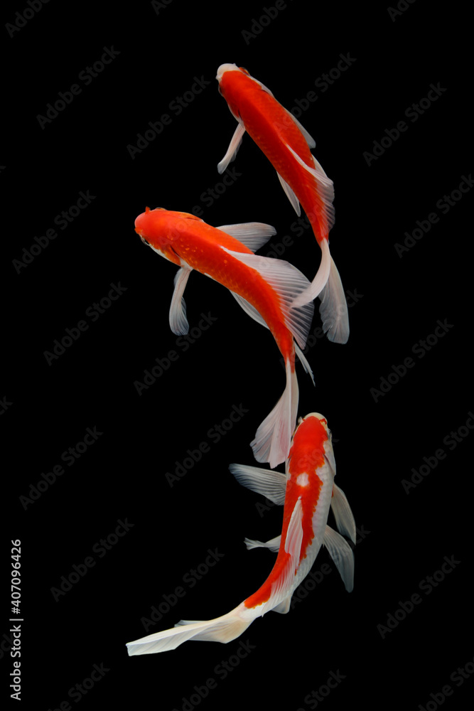 Fototapeta premium Butterfly koi fish