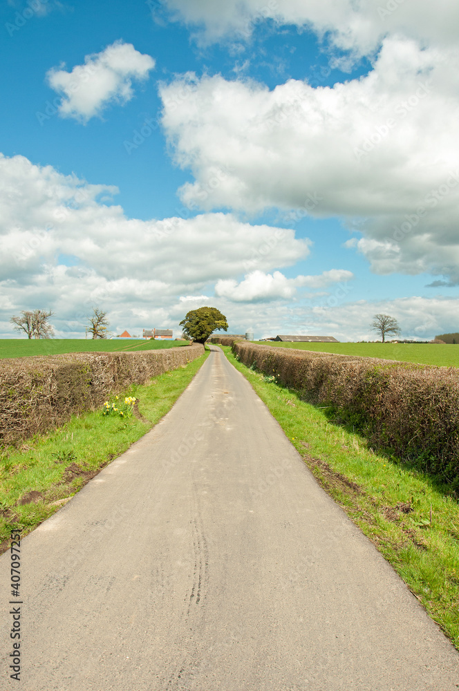 Summertime hedges and road in the countryside