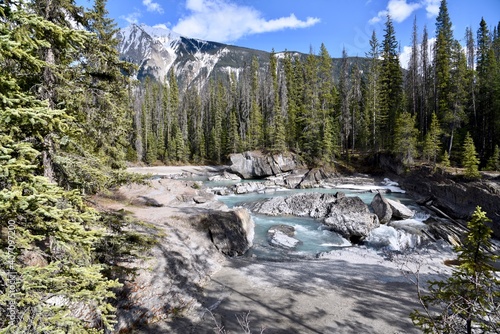 a stream in the Canadian rockies