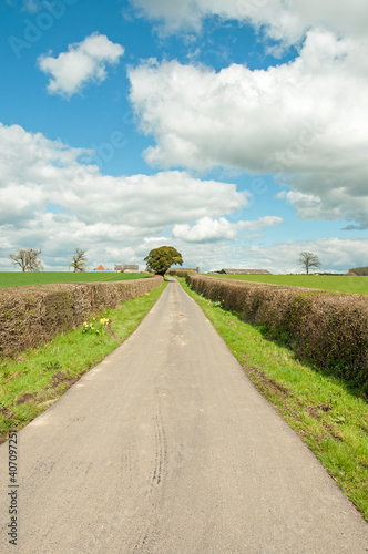 Summertime hedges and road in the countryside