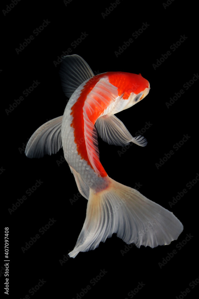 Naklejka premium Butterfly koi fish